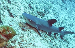 Sipadan_2015_Requin corail ou Aileron blanc du lagon_Triaenodon obesus_IMG_2060_rc